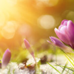 Purple crocus flowers in snow, awakening in spring to the warm gold rays of sunlight